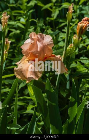 Coral Bearded Iris Germanica ‘Beverly Sills’ bloom on a sunny spring day. Kansas, USA. Stock Photo