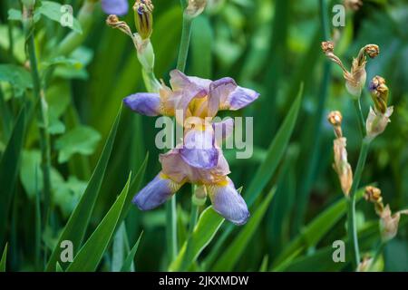 Blue bearded tall Irises blooming in the spring. Kansas, USA. Stock Photo