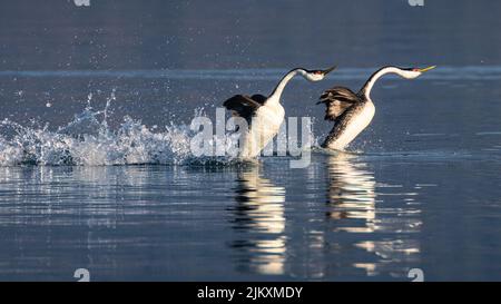 Western Grebes (Aechmophorus occidentalis) in mating rush - Eagle Lake - Lassen County California, USA. Stock Photo