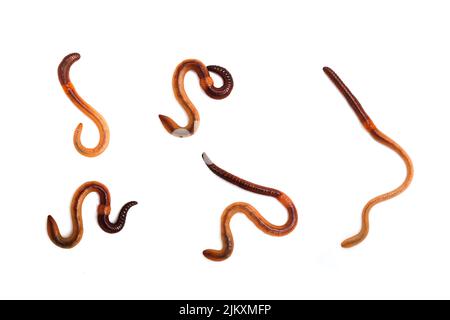 The brown earthworms isolated on a white background Stock Photo