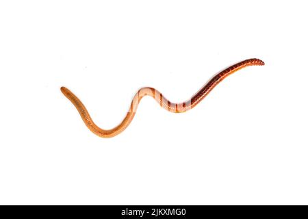 A brown earthworm isolated on a white background Stock Photo