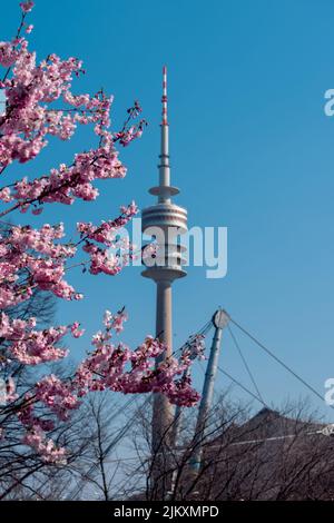 Cherry blossoms are blooming. View of the Olympic Tower in Munich. Cherry blossoms in the Olympic Park. In 2022 the cherry blossoms will bloom. Stock Photo