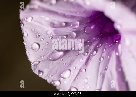 A closeup shot of a purple flower with water droplets on it with a black background Stock Photo