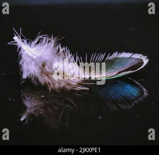 A closeup shot of feather with its reflection on the floor Stock Photo