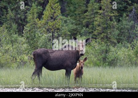 Cow and calf moose standing in weeds looking at camera Stock Photo