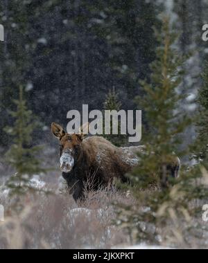 Yukon Alaska bull moose feeding brush just after dropping antlers in winter. Bloody wound from dropped antlers visible on side of head Stock Photo