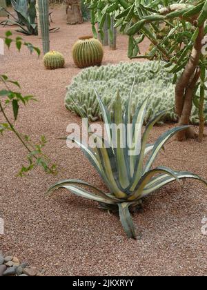 A beautiful view of different types of cactus and plants growing in the garden on a sunny day Stock Photo