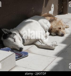 A beautiful shot of two pet dogs sleeping on the ground in sunlight by a brown wall Stock Photo
