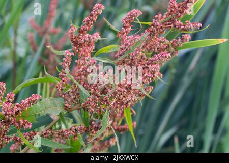 Rumex hydrolapathum, great water dock summer flowers closeup selective focus Stock Photo