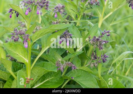 Symphytum officinale, common comfrey flowers in meadow closeup selective focus Stock Photo