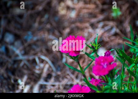 Vibrant carnations in Will Rogers Botanical Gardens in Oklahoma, the USA Stock Photo