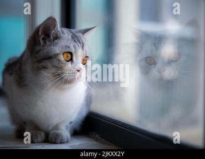 A closeup shot of a cute fluffy gray kitten looking out of the window with big yellow eyes Stock Photo
