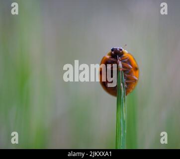 A macro shot of a ladybug sitting on the grass Stock Photo