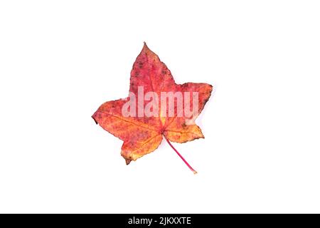 A red maple leaf isolated on a white background Stock Photo