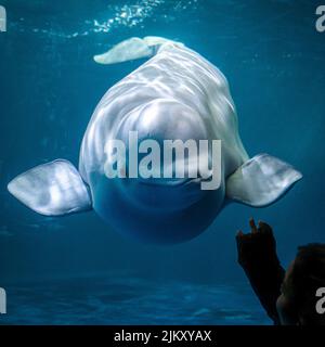 A close-up of a cute, friendly beluga whale swimming in an aquarium Stock Photo