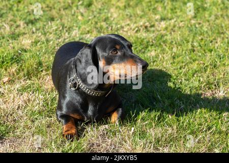 dachshund lying in the grass Stock Photo