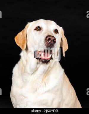 brown labrador dog head in a studio with black background Stock Photo