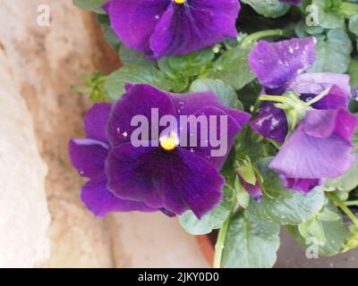 A closeup shot of fresh viola flowers blooming on a pot Stock Photo