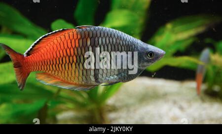 Colorful Boeseman's Rainbowfish, Melanotaenia boesemani Stock Photo