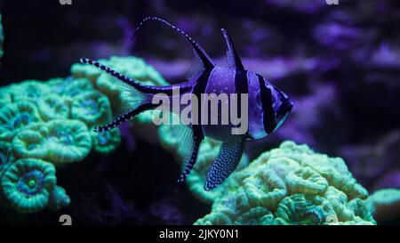 Pterapogon fish with Caulastrea curvata coral in the background Stock Photo