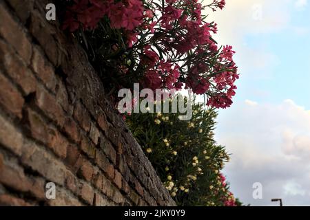Oleander in bloom on a brick wall Stock Photo
