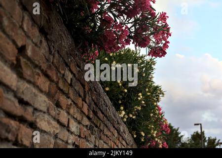 Oleander in bloom on a brick wall Stock Photo