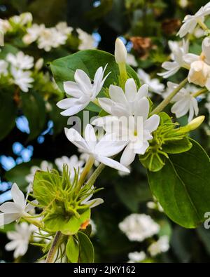 A vertical closeup shot of blooming white jasmine flowers Stock Photo