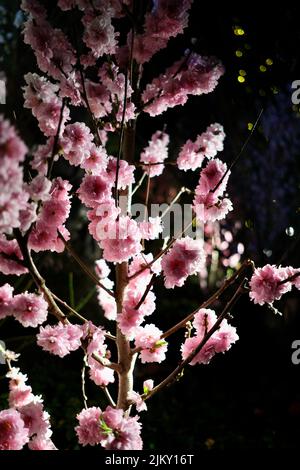 A vertical shot of blooming pink flowers on a tree Stock Photo