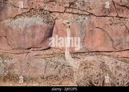 Beautiful shot of the head of the ostrich Stock Photo - Alamy