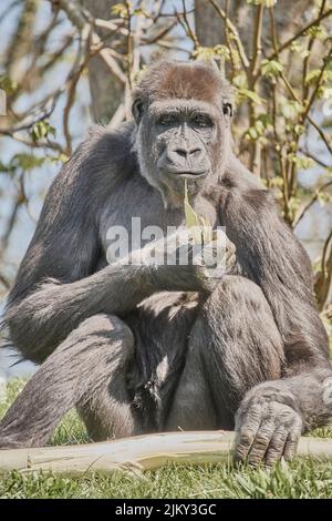 An adult gorilla sitting on grasses in a field while eating tree bark Stock Photo
