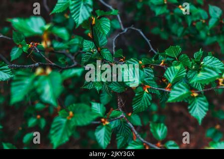 Dreamy floral background, soft-focus photo of a green leaves, amazing nature of spring season. The image is particularly perfect for bringing a dreamy Stock Photo