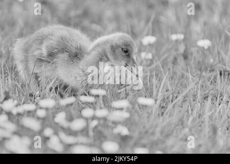 A grayscale shot of a young gosling foraging on a field Stock Photo