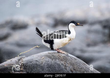 A pooping Antarctic blue-eyed cormorant on a rock against a blurred background Stock Photo