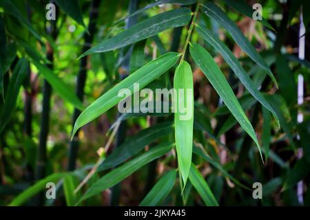 A selective focus shot of green bamboo leaves Stock Photo