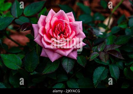 A selective focus shot of a pink rose Stock Photo