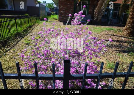 A beautiful view from a metal fence on bright purple rhododendron flowers (Rhododendron Ledebour) Stock Photo