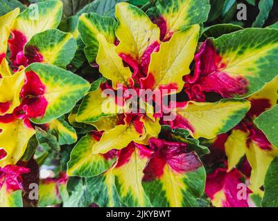 Beautiful blossom colorful flower red, green, yellow at the garden Stock Photo