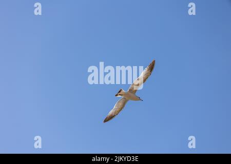 A low angle shot of a seagull flying in blue sky in bright sunlight Stock Photo