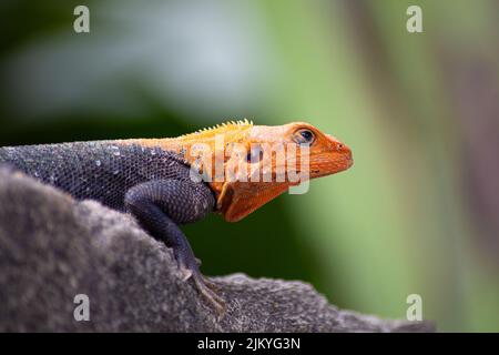 A male red Headed Agama Lizard resting on concrete garden wall in Ghana, West Africa Stock Photo