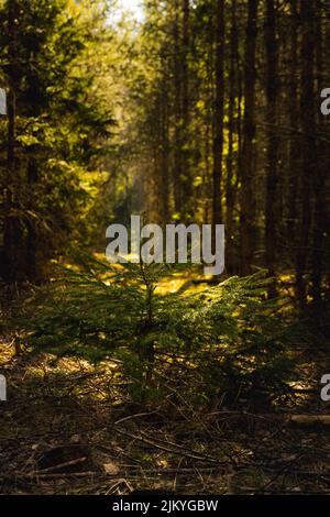 A young pine tree growing in the woodland in Northern Poland Stock Photo