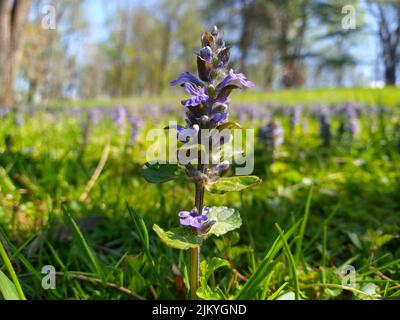A close up on purple Ajuga reptans on a grass Stock Photo