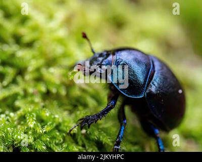 A macro focus shot of spring dor beetle standing on green plants on a sunny day with blurred background Stock Photo