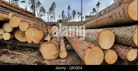 A closeup shot of cut logs stacked in a forest Stock Photo