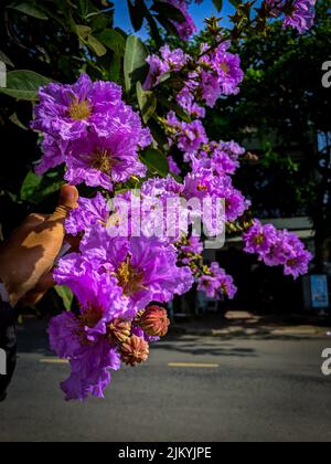A vertical shot of blooming purple Lagerstroemia flowers in street Stock Photo