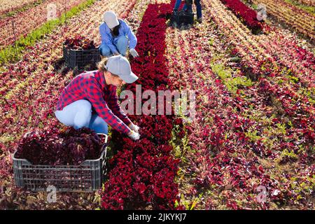 Young woman plantation worker harvesting celery crop Stock Photo - Alamy