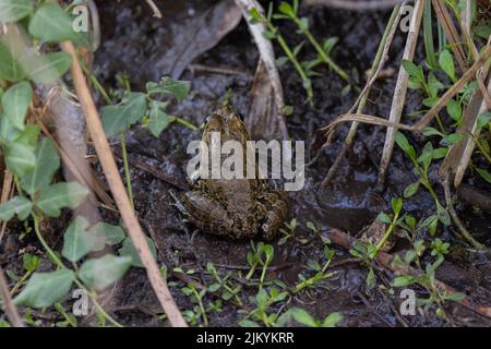 Frog from behind standing on wet land among plants in the wild Stock Photo