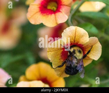 A selective of a bumblebee on a Calibrachoa flower Stock Photo