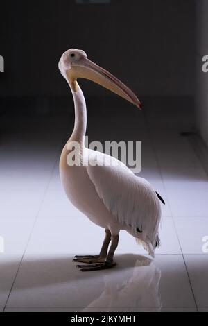 A vertical shot of a beautiful pelican standing on the tiles floor Stock Photo