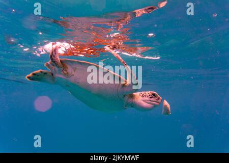 Hawksbill Sea Turtle in shallow waters near Bridgetown Barbados Stock Photo
