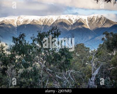 Victoria's highest peak, snow-covered Mount Bogong (1986m) from the heavily forested north on a clear winter's day. Stock Photo